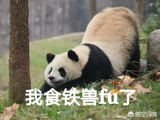 熊猫手札01:为何很多人都喜欢熊猫而很少有人喜欢北极熊？