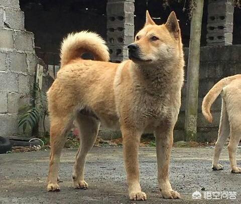 珍岛狗和田园犬:韩国珍岛犬图片大全 养中华田园犬就是丢面子吗？