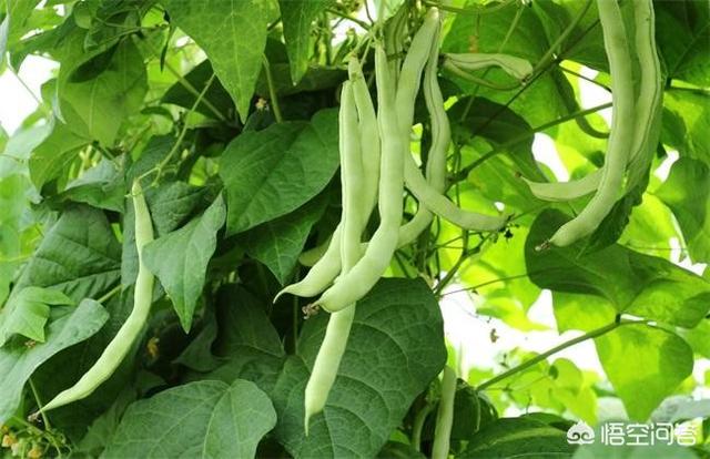 秋季该怎么吃四季豆，春季播种的四季豆种，可在秋季播种吗
