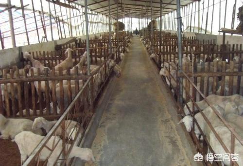 怎样养羊:怎样养羊才是最好的方法 想回老家农村养羊，新手养羊注意些什么？