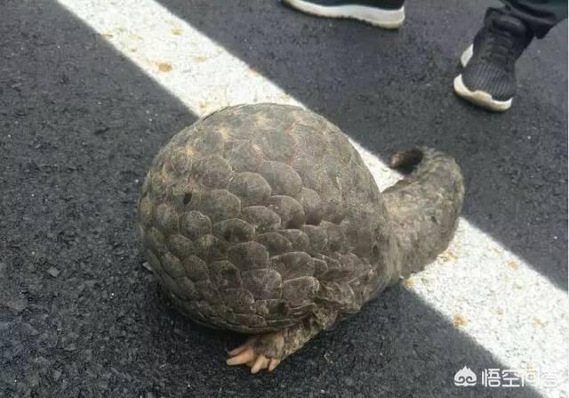 穿山甲灭绝了吗:穿山甲真的要被我们吃灭绝了吗？
