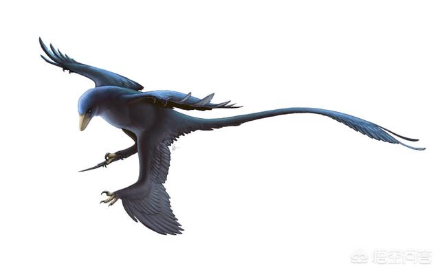 翼龙的真实照片，几十吨重的恐龙是如何飞上蓝天的