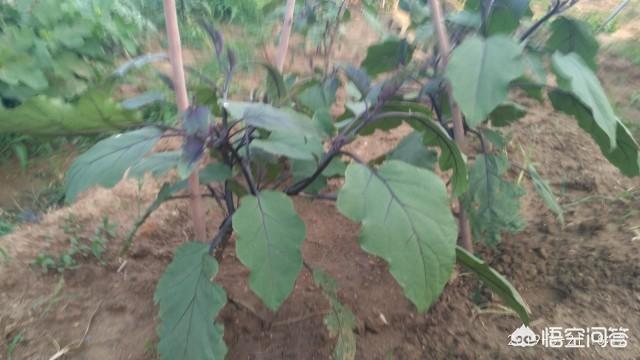 茄子植株下面最初长的茄子,是不是要提前摘掉？为什么？