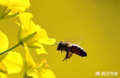 蜜蜂的生活习性主要有哪些:蜜蜂老是在悬崖峭壁上找什么？