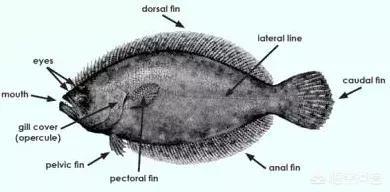 如何区分鲆鱼和鲽鱼:鲽鱼和比目鱼和多宝鱼有什么不一样？