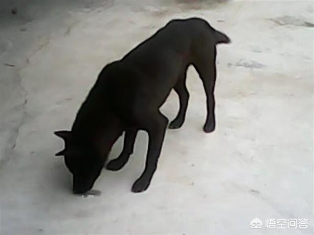 拦车救狗辩论:有些流浪狗救助站呼吁捐狗粮，你认为捐狗粮应该吗？