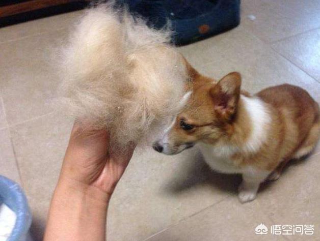 英国皇室犬柯基价格:关于柯基犬的一些小秘密，你知道几个？
