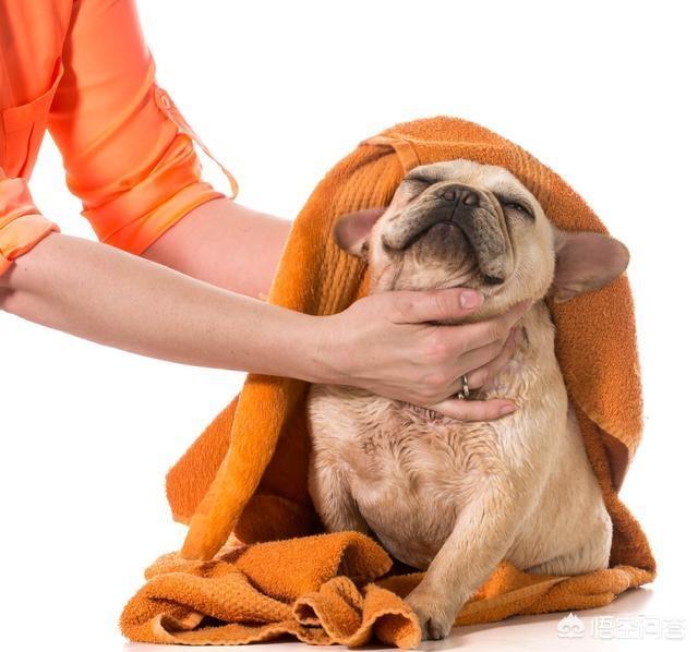 斗牛犬性格有什么缺点:法国斗牛犬的缺点是什么？新手养好吗？