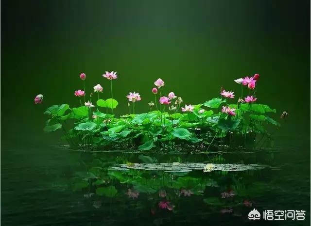 北京热带鱼品种多:为什么北京没有卖老北京金鱼的，全是外来品种？