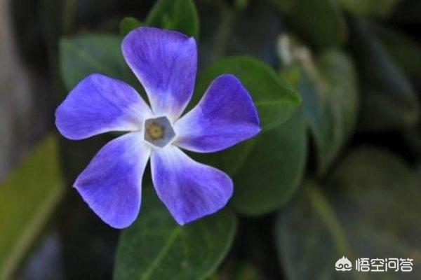 长春花色 长春花色应援 58创业网