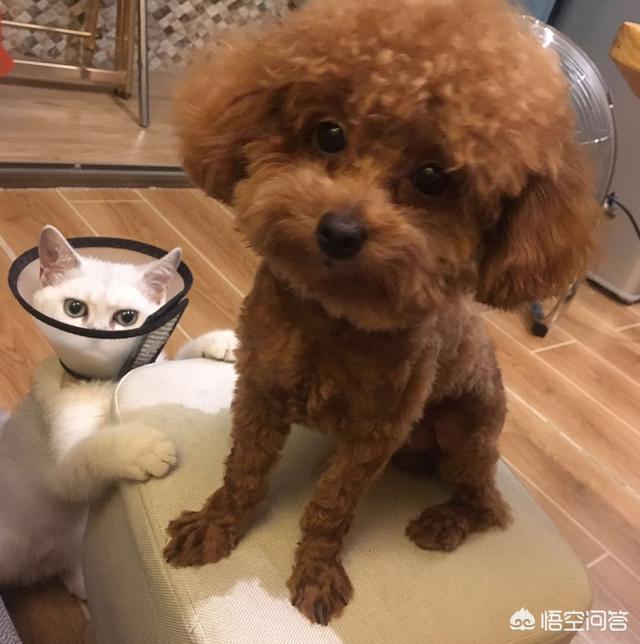 猫猫狗狗小游戏:家里来了一只小猫，家里有狗狗它们一般多长时间混熟？