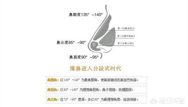 人鼻腔结构图:鼻子的结构是什么样子的？