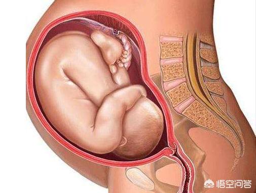 孕晚期是胎儿猛涨期吗？具体是哪几个周？插图25