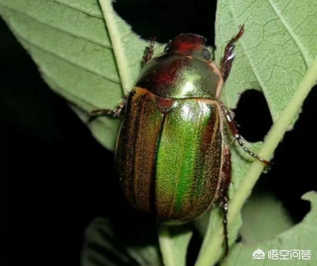 铜绿丽金龟(种李子树如何防治铜绿丽金龟子?) - 网络杂谈 - 资源蟹