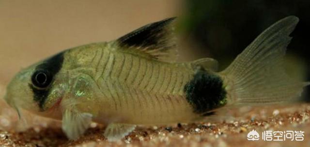 太空飞鼠:什么小型清洁鱼类可以吃残饵和褐藻的？