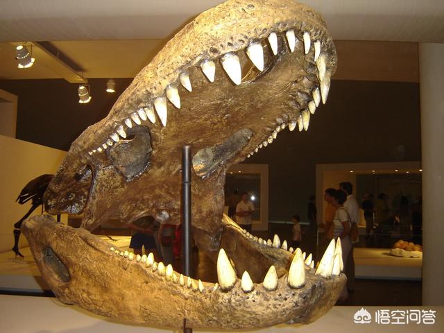 普鲁斯鳄最大有几米:同样作为“史前巨鳄”，普鲁斯鳄与恐鳄谁更强？