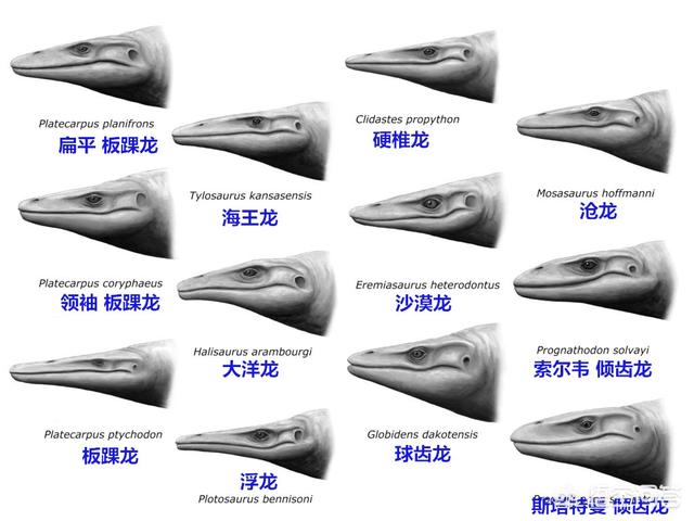 海蛇图片:史前海洋巨兽沧龙是怎样的生物？它们的体型有多大？
