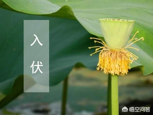 入伏从哪天算起2020年:真正的伏天是从哪天开始？今年的伏天是多少天？