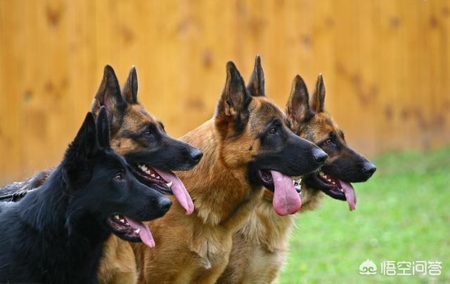 德牧犬能家养吗:为什么感觉现在养德国牧羊犬的人这么少？