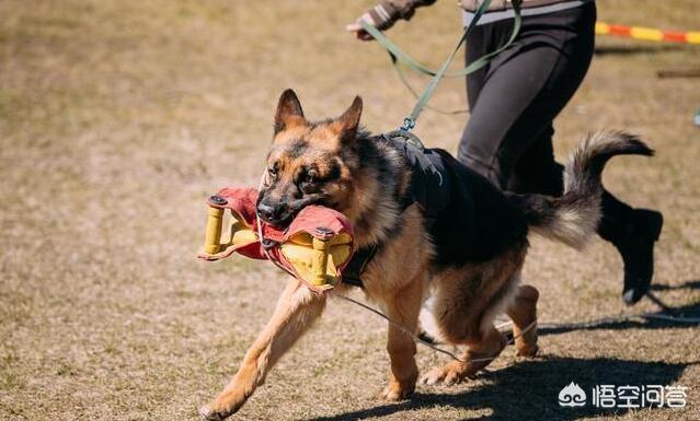 为什么现在平背德牧越来越少了:哪里能买到纯种的德国牧羊犬？