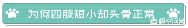 折耳猫为什么不能养:如何劝说母亲不要繁殖折耳猫？