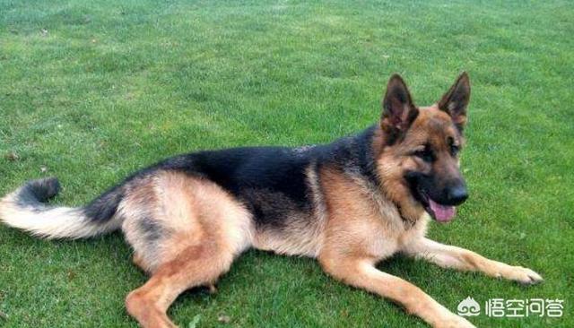 猫论坛德国牧羊犬视频:德国牧羊犬适不适合庭院喂养？可以看家吗？
