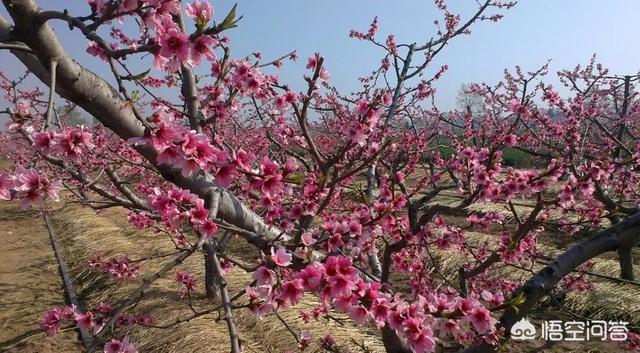 孟州滨河公园荷花花期多少天:孟州滨河公园赏荷花最好时间 河南有哪些赏花的好地方？