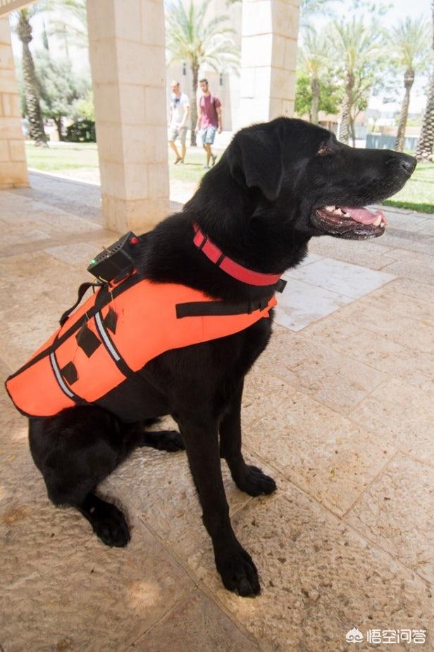新西兰警犬试穿新款背心:驯犬员如何通过全新触觉背心遥控指导狗狗完成任务？