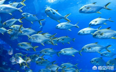 生活中常见的深海鱼:生活中常见的深海鱼 常见的食用深海鱼有哪些？