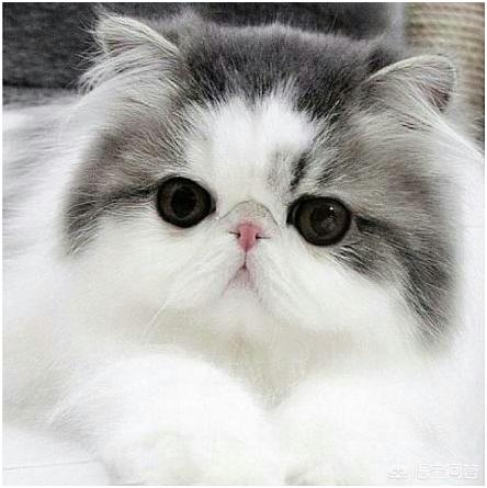 公猫会不会自己发腮？
