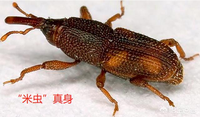 蚕宝宝图片:米放久了会出现的虫子从哪里来的？