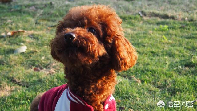 贝生吉犬晒太阳会视频:想要养一只狗狗，泰迪犬怎么样？