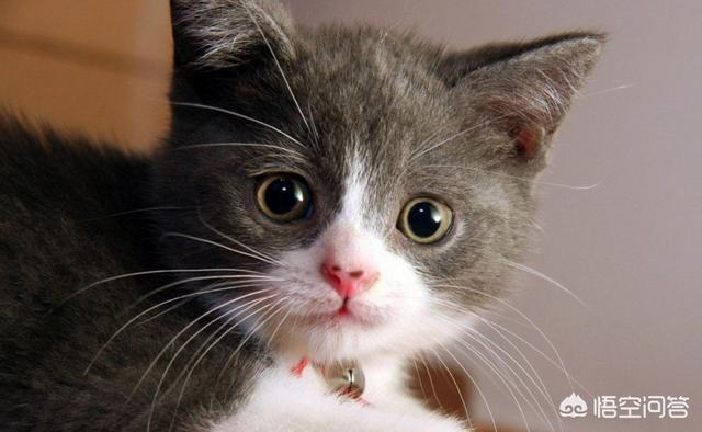 猫泛白细胞减少症传染:猫咪呕吐不止一次有危险吗？
