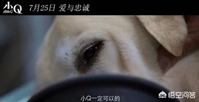 导盲犬小q观后感600:看完电影《小Q》，你有什么感受？