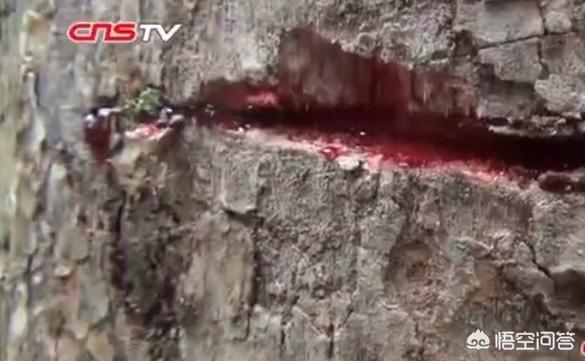 故宫阴雨天灵异事件:曹操猛砍大树，大树喷出鲜血是真的吗？为什么？
