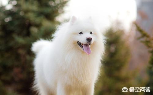 狗狗拉稀都是水怎么办:柴犬经常便便拉水样，柴犬拉好几天水样便怎么办呢？