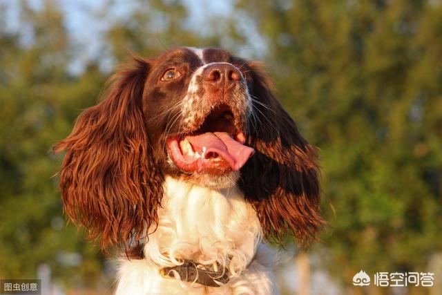 北京马犬警犬:金毛能当警犬吗，为什么？