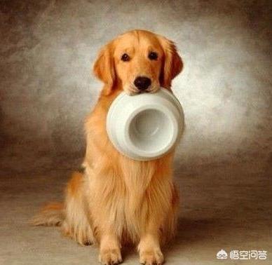 金毛犬性格好不好:一条狗性格好不好主要看哪几个方面？ 金毛犬的性格