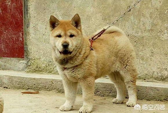 摔死柯基的何兴丽 黑料:成都摔死柯基犬事件中，如何在法律上证明该柯基犬属于原主人？