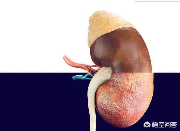 头条问答 - 男人有"五大习惯",会毁掉肾脏健康!指的是哪些习惯?