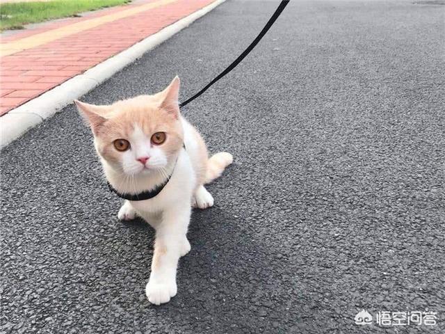 孕妇养猫的好处和坏处:猫对胎儿和婴儿到底有什么影响？ 养猫对小孩的好处和坏处