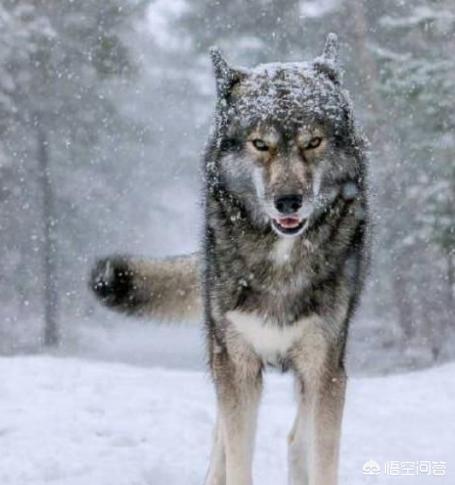 鹰叭犬王大帝图多少钱:如果城里只能养一种犬。你希望是哪种犬？为什么？