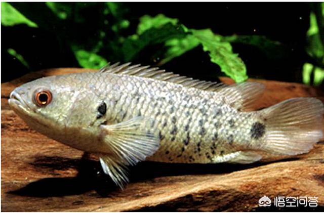 头条问答 - 攀鲈是两栖鱼类吗?(1个回答)