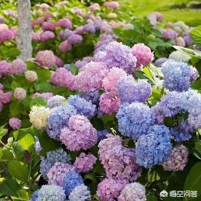 绣球花价格:绣球花价格一束多少钱 为什么绣球花叶子软了浇水也不行，不浇水也不行啊？