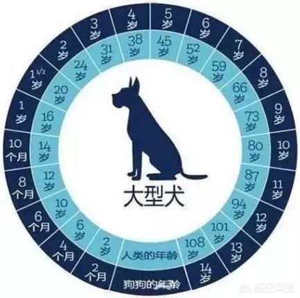 狗老了有什么特征，金毛犬几岁开始步入老年老了有什么征兆