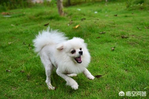 博美犬吃什么钙片好:博美怎么样才需要补钙，博美什么情况需要钙？