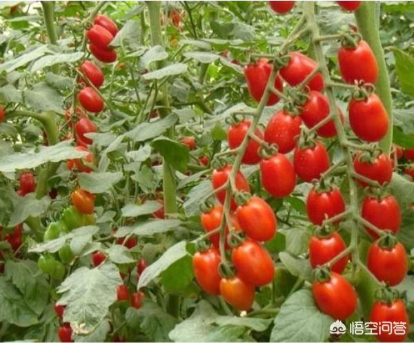 樱桃番茄种植:樱桃西红柿用肥不少，为啥空洞果还不少呢？