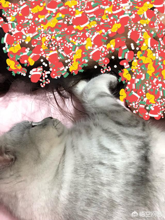 贪睡母女猫走红 图:那些徒步的人，真的是走路去嘛？