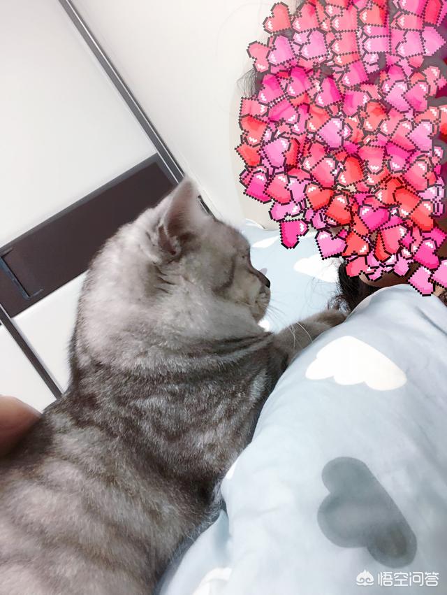 贪睡母女猫走红 图:那些徒步的人，真的是走路去嘛？