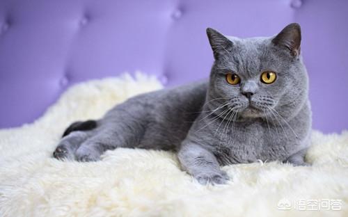 猫癣会传染大猫吗:抱了一下有猫癣的猫会不会得猫癣，抱了有猫癣的猫会被染猫癣吗？